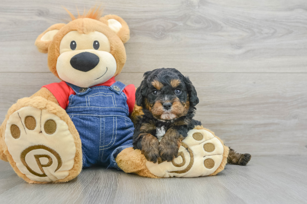 5 week old Cavapoo Puppy For Sale - Premier Pups