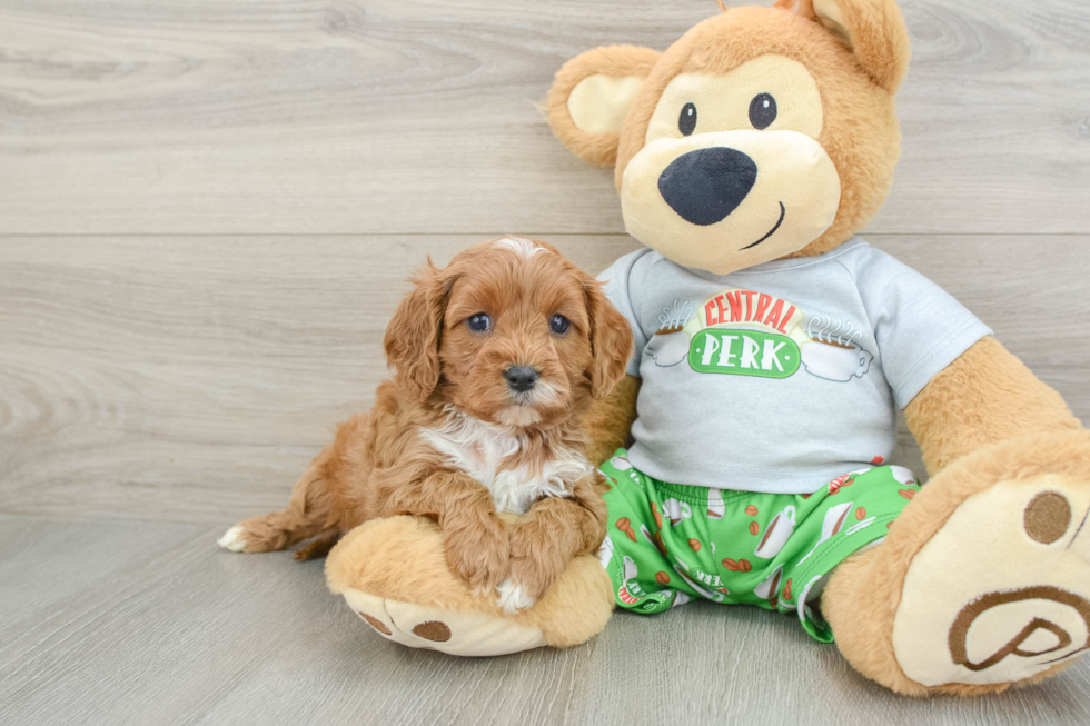 Happy Cavapoo Baby