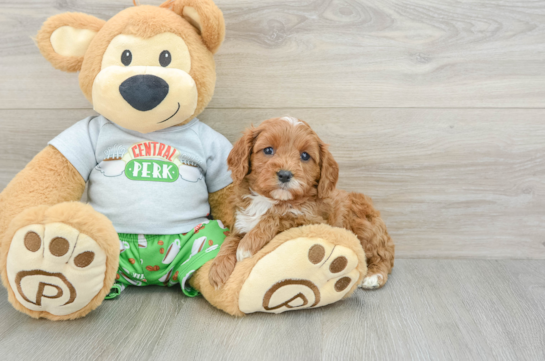 Cavapoo Pup Being Cute