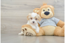 Energetic Cavoodle Poodle Mix Puppy
