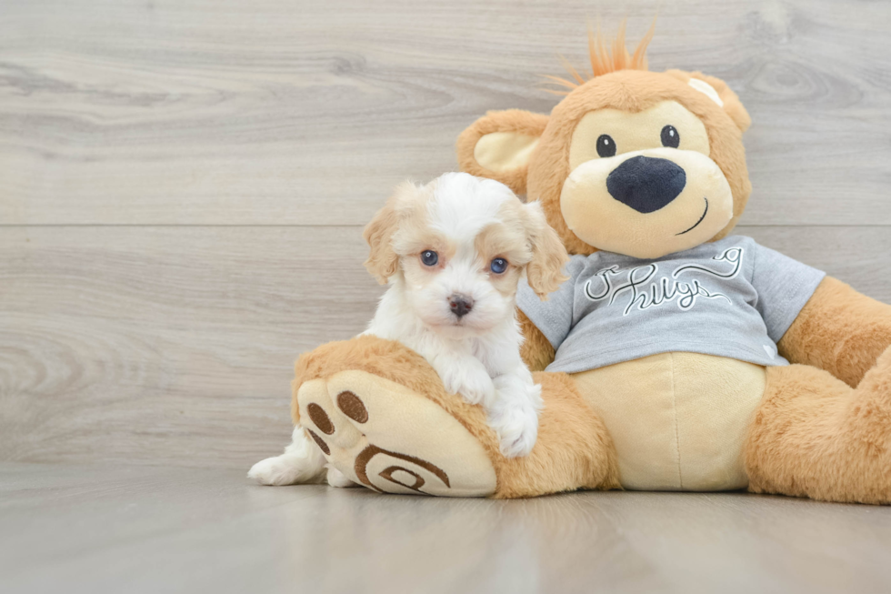 Energetic Cavoodle Poodle Mix Puppy