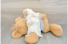 Hypoallergenic Cavadoodle Poodle Mix Puppy