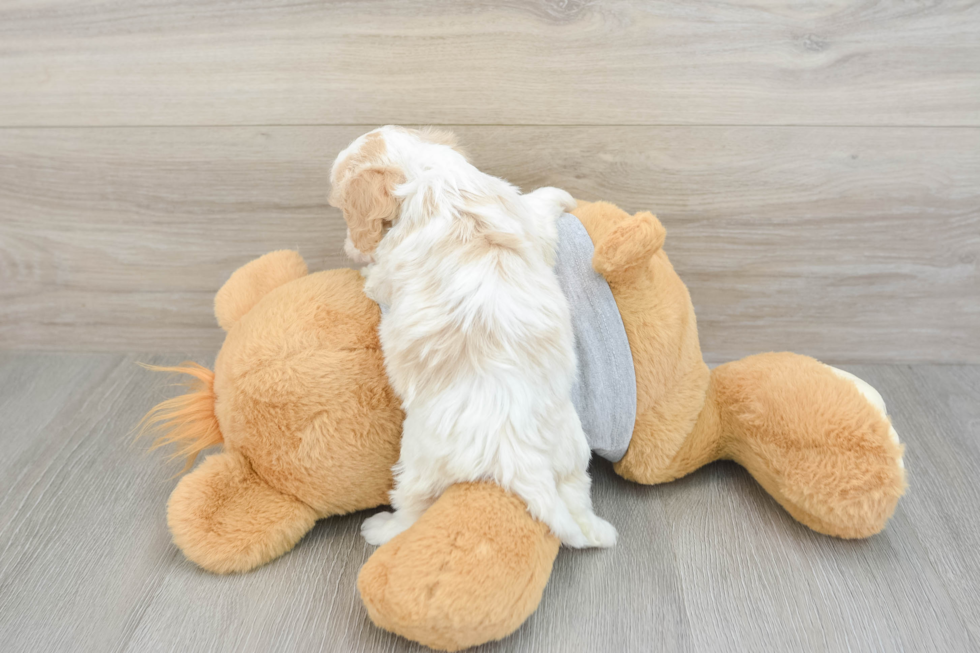 Hypoallergenic Cavadoodle Poodle Mix Puppy