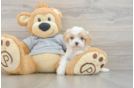 Popular Cavapoo Poodle Mix Pup