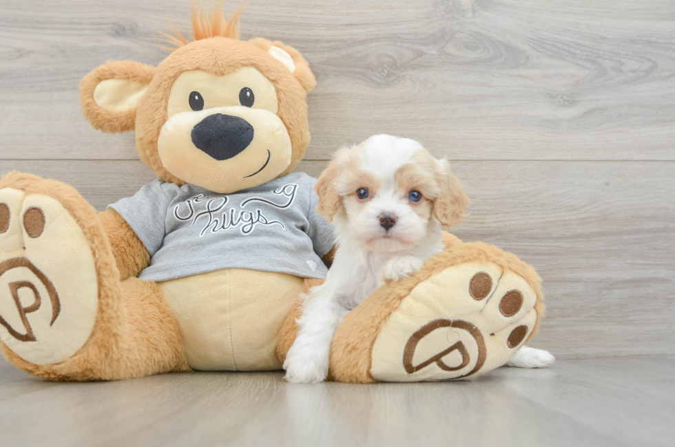 5 week old Cavapoo Puppy For Sale - Premier Pups