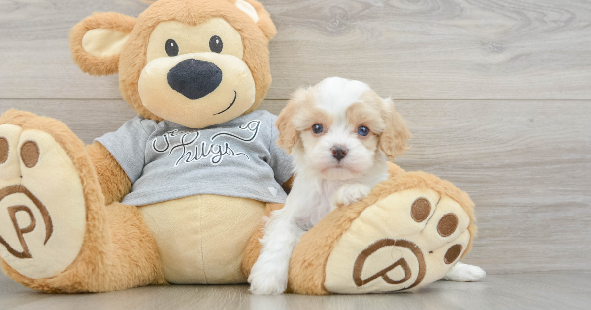 Energetic Cavapoo Yeezy: 4lb 2oz Doodle Puppy
