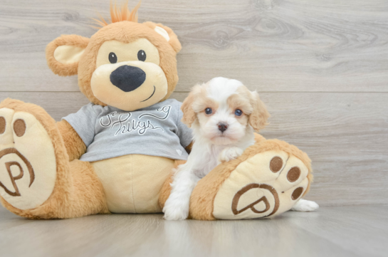 Popular Cavapoo Poodle Mix Pup