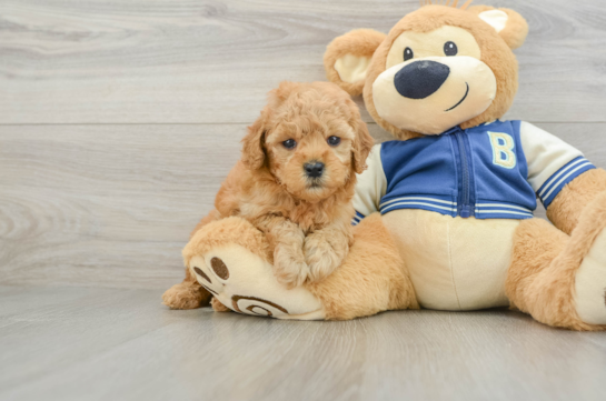 Best Cavapoo Baby