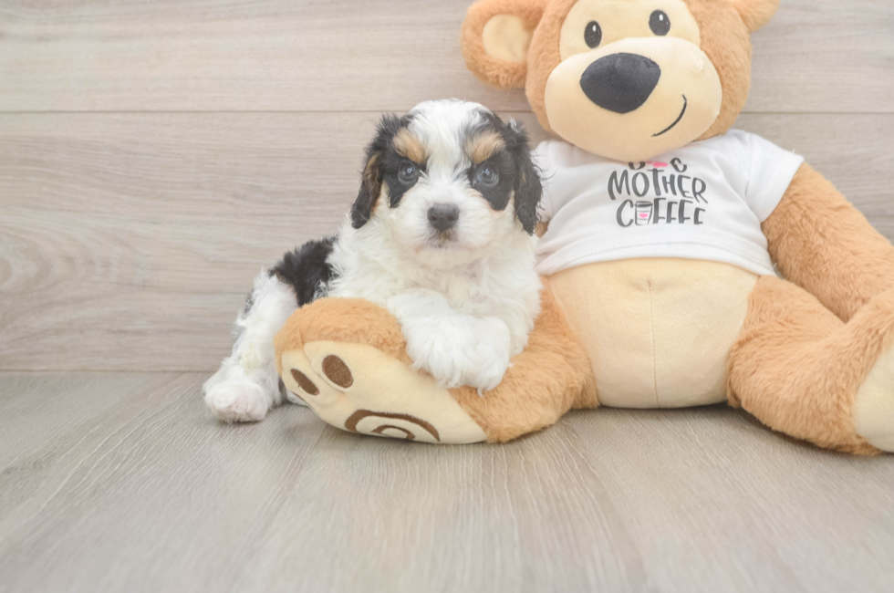 5 week old Cavapoo Puppy For Sale - Premier Pups