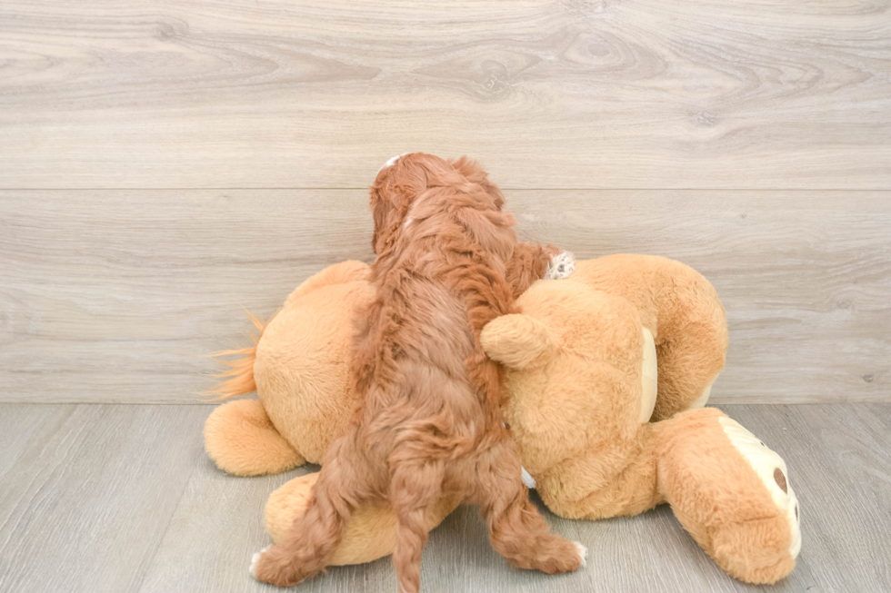 Best Cavapoo Baby