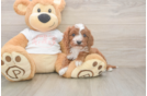 Cavapoo Pup Being Cute