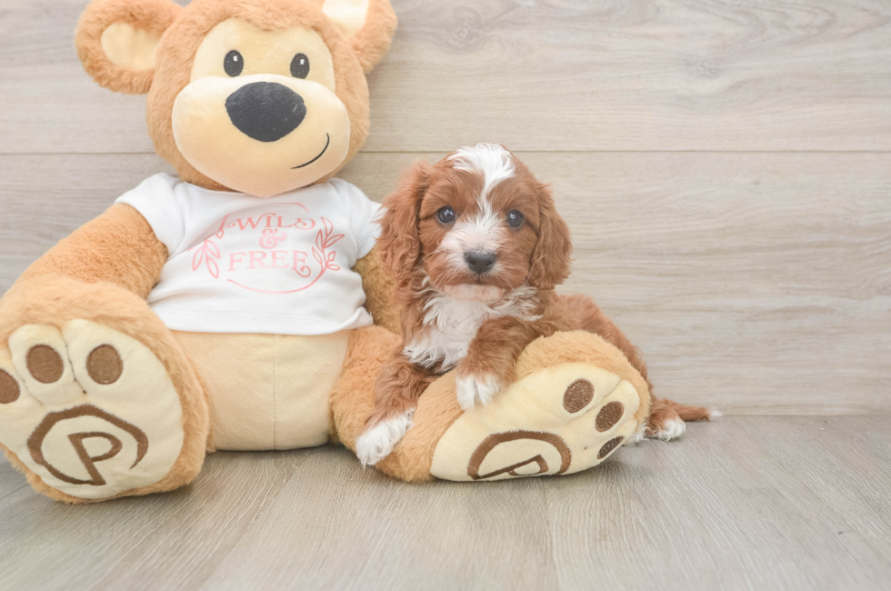 5 week old Cavapoo Puppy For Sale - Premier Pups