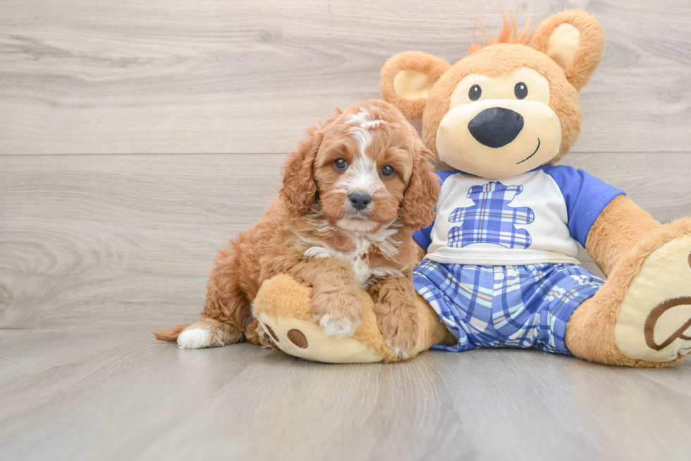 Cavapoo Pup Being Cute