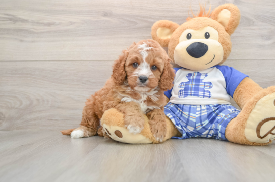 Cavapoo Pup Being Cute