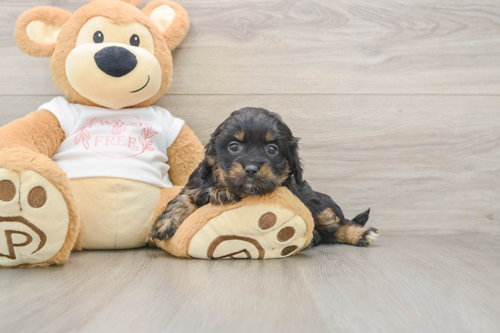 Funny Cavapoo Poodle Mix Pup
