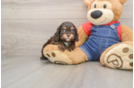 Playful Cavapoodle Poodle Mix Puppy