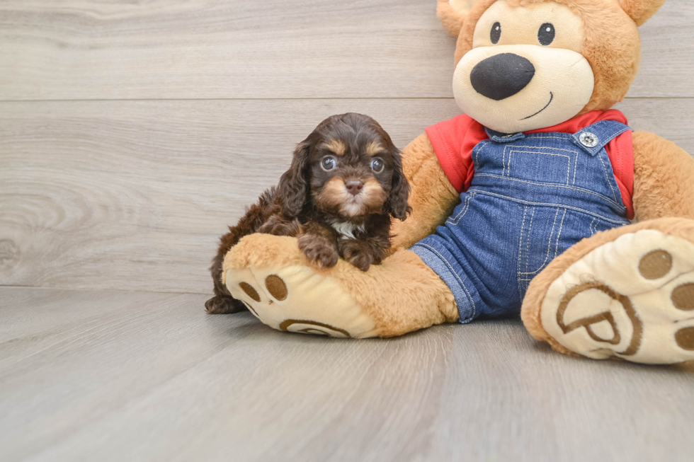 Playful Cavapoodle Poodle Mix Puppy