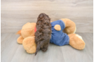 Cavapoo Pup Being Cute