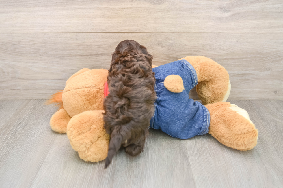 Cavapoo Pup Being Cute