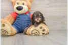 Cavapoo Puppy for Adoption