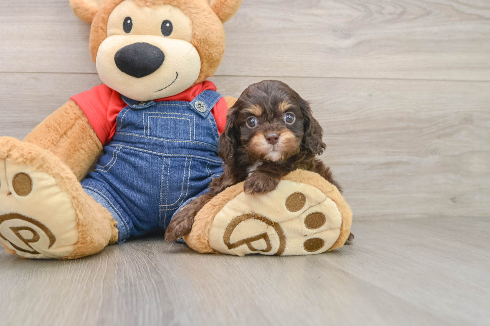 Cavapoo Puppy for Adoption