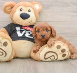 7 week old Cavapoo Puppy For Sale - Premier Pups