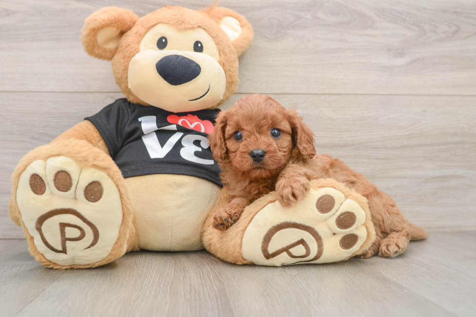 Friendly Cavapoo Baby