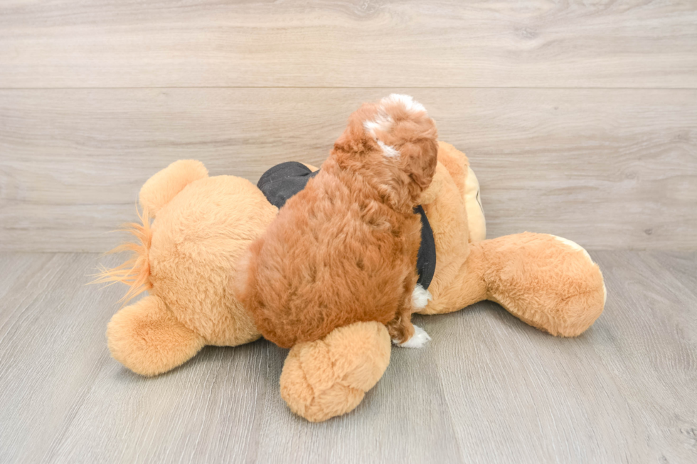 Best Cavapoo Baby