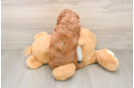Cavapoo Puppy for Adoption