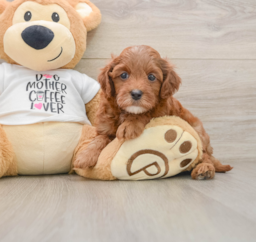 7 week old Cavapoo Puppy For Sale - Premier Pups