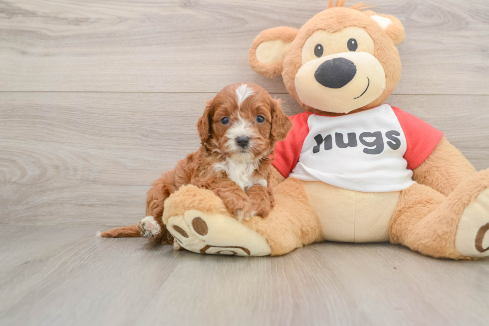 Cavapoo Puppy for Adoption
