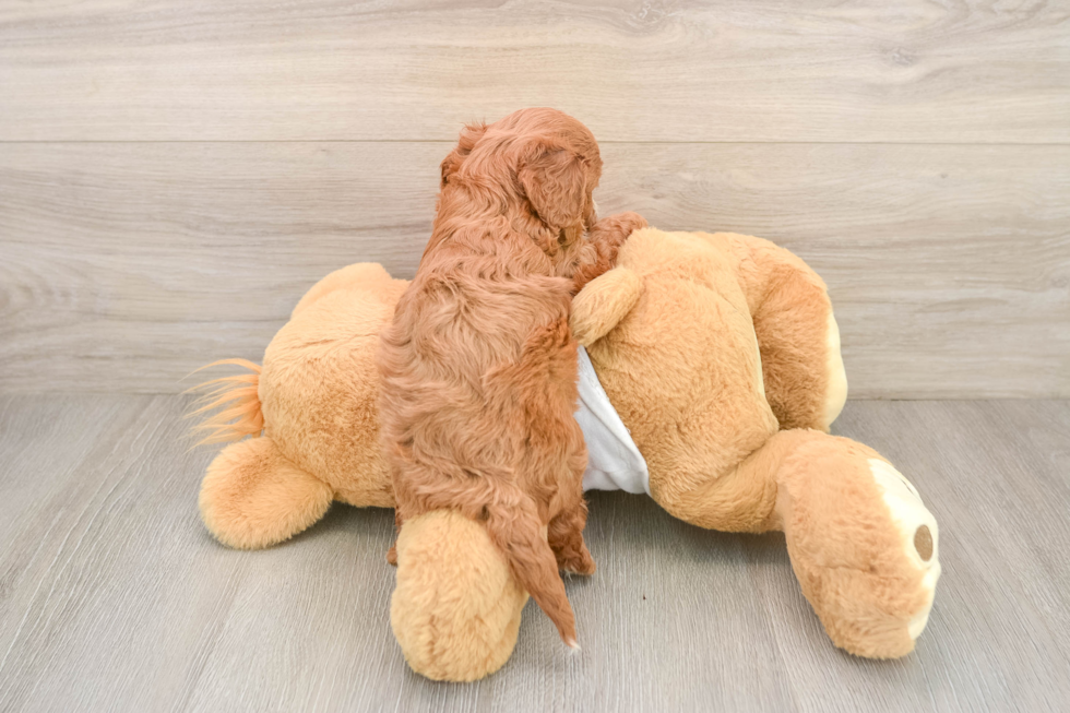 Happy Cavapoo Baby