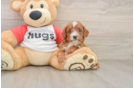 Cavapoo Puppy for Adoption