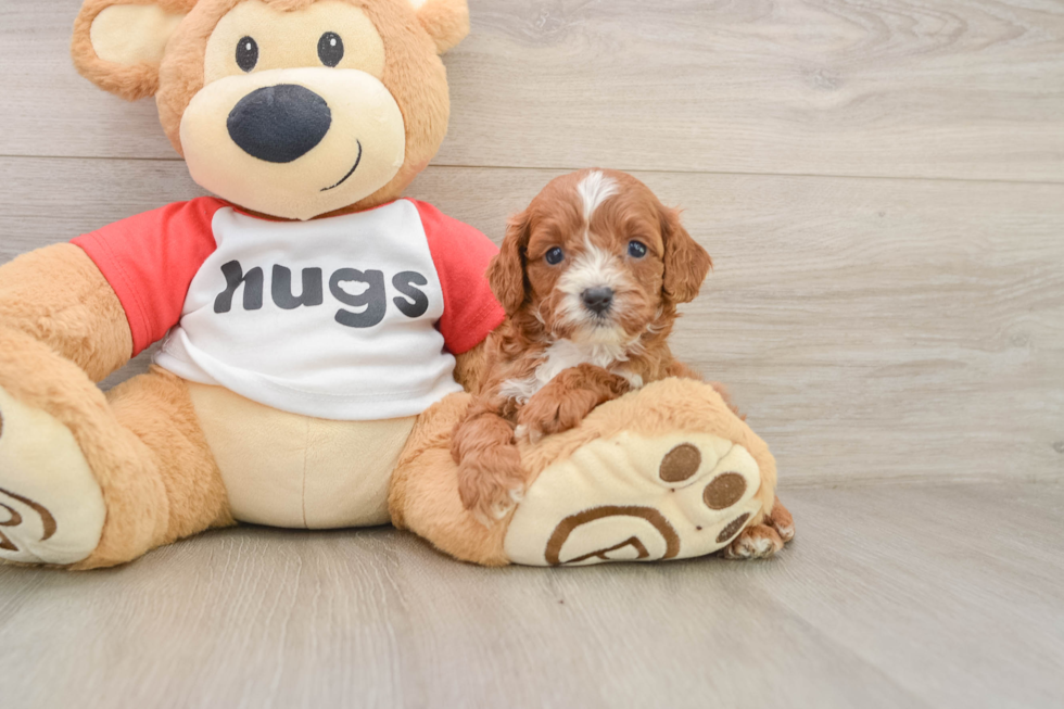 Cavapoo Puppy for Adoption