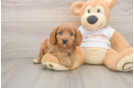 Sweet Cavapoo Baby