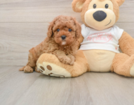 8 week old Cavapoo Puppy For Sale - Premier Pups