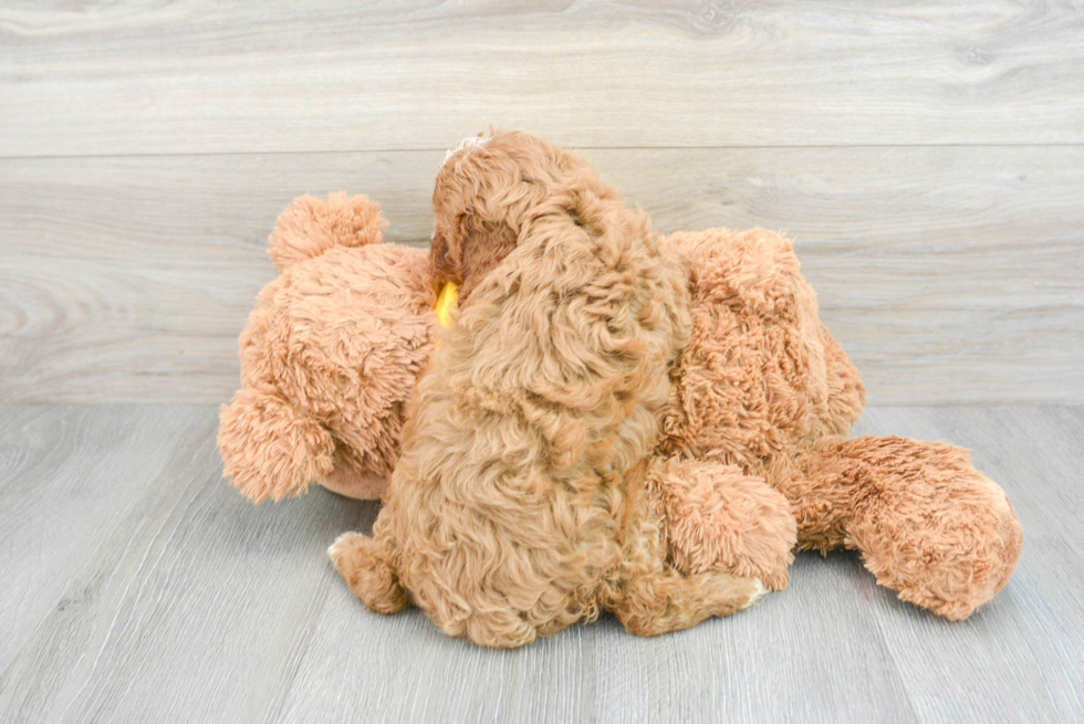Cavapoo Puppy for Adoption