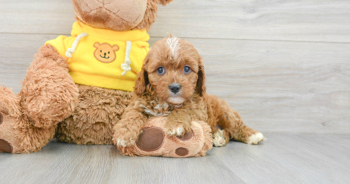 Happy Cavapoo Yoga: 4lb 7oz Doodle Puppy