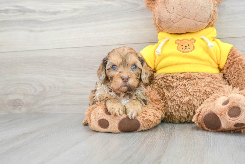 Happy Cavapoo Baby