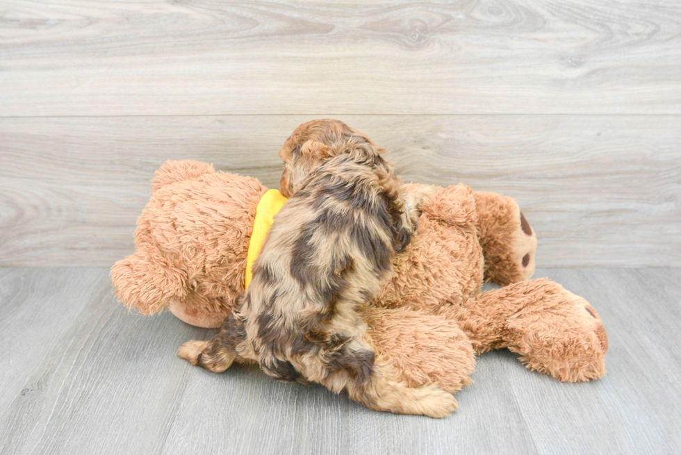 Popular Cavapoo Poodle Mix Pup