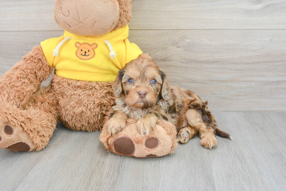 Cavapoo Pup Being Cute