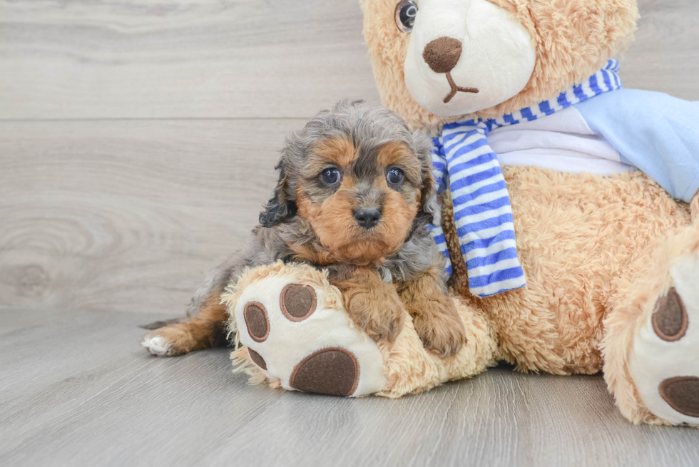 Best Cavapoo Baby