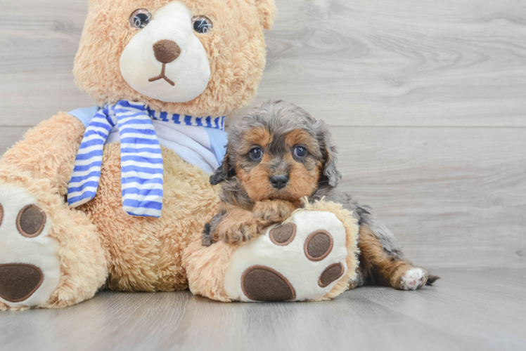 Cute Cavapoo Baby