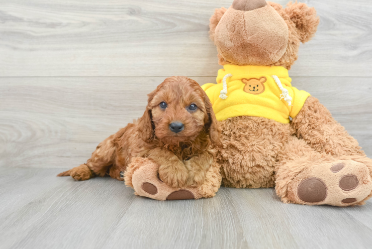 Cavapoo Puppy for Adoption