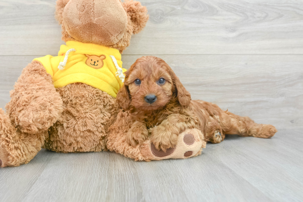 Happy Cavapoo Baby