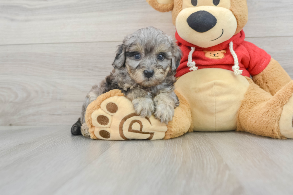 Adorable Cavoodle Poodle Mix Puppy