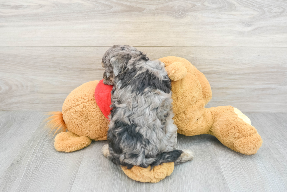 Fluffy Cavapoo Poodle Mix Pup