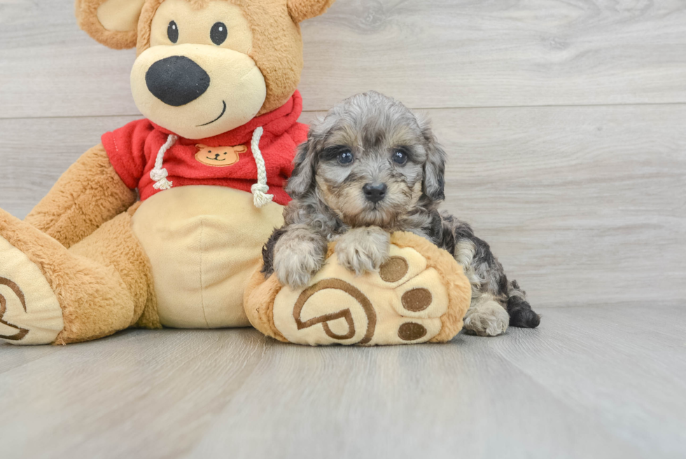 Cavapoo Pup Being Cute