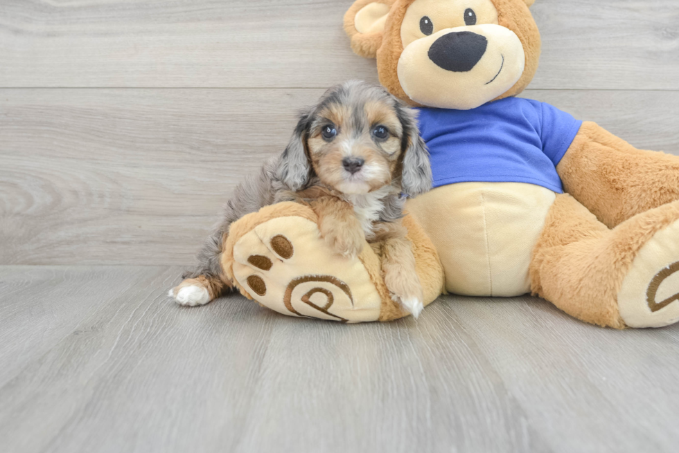 Best Cavapoo Baby