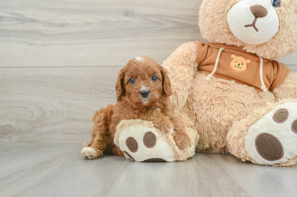 5 week old Cavapoo Puppy For Sale - Premier Pups